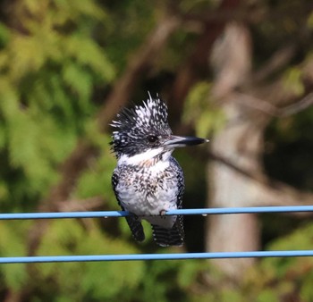 Crested Kingfisher 福岡県内 Fri, 3/22/2024