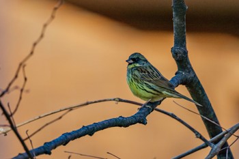 アオジ 善福寺公園 2024年3月21日(木)