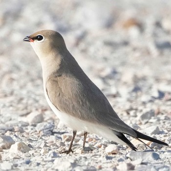 Small Pratincole Bueng Boraphet Bird Park Wed, 3/13/2024