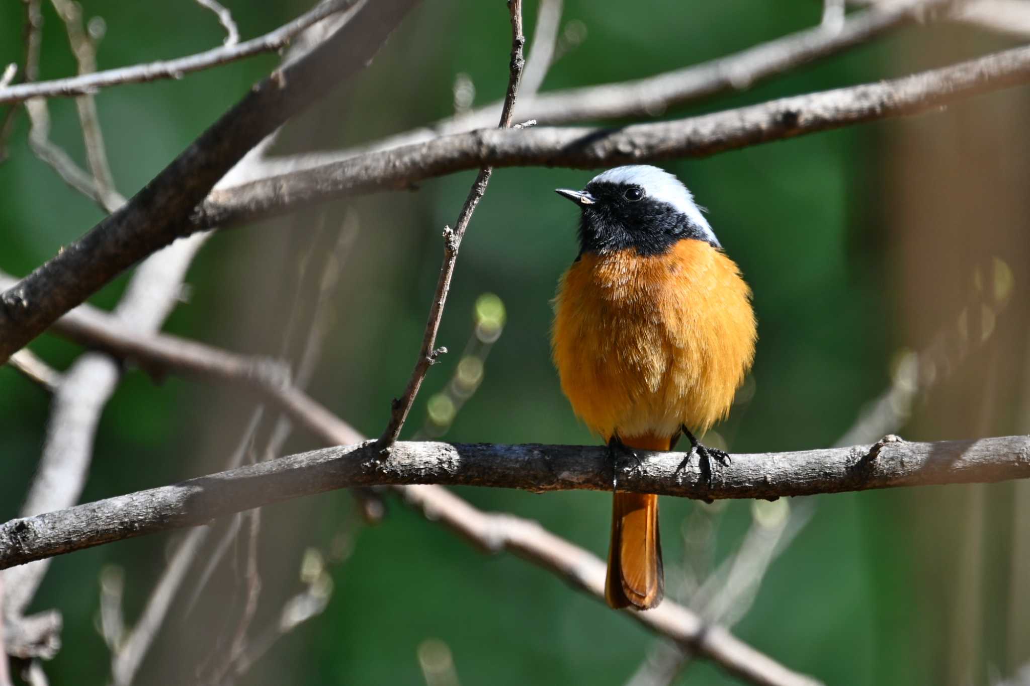 Photo of Daurian Redstart at Shinjuku Gyoen National Garden by y-kuni