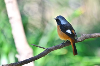 Daurian Redstart Shinjuku Gyoen National Garden Fri, 3/22/2024