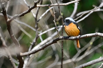 Daurian Redstart Shinjuku Gyoen National Garden Fri, 3/22/2024