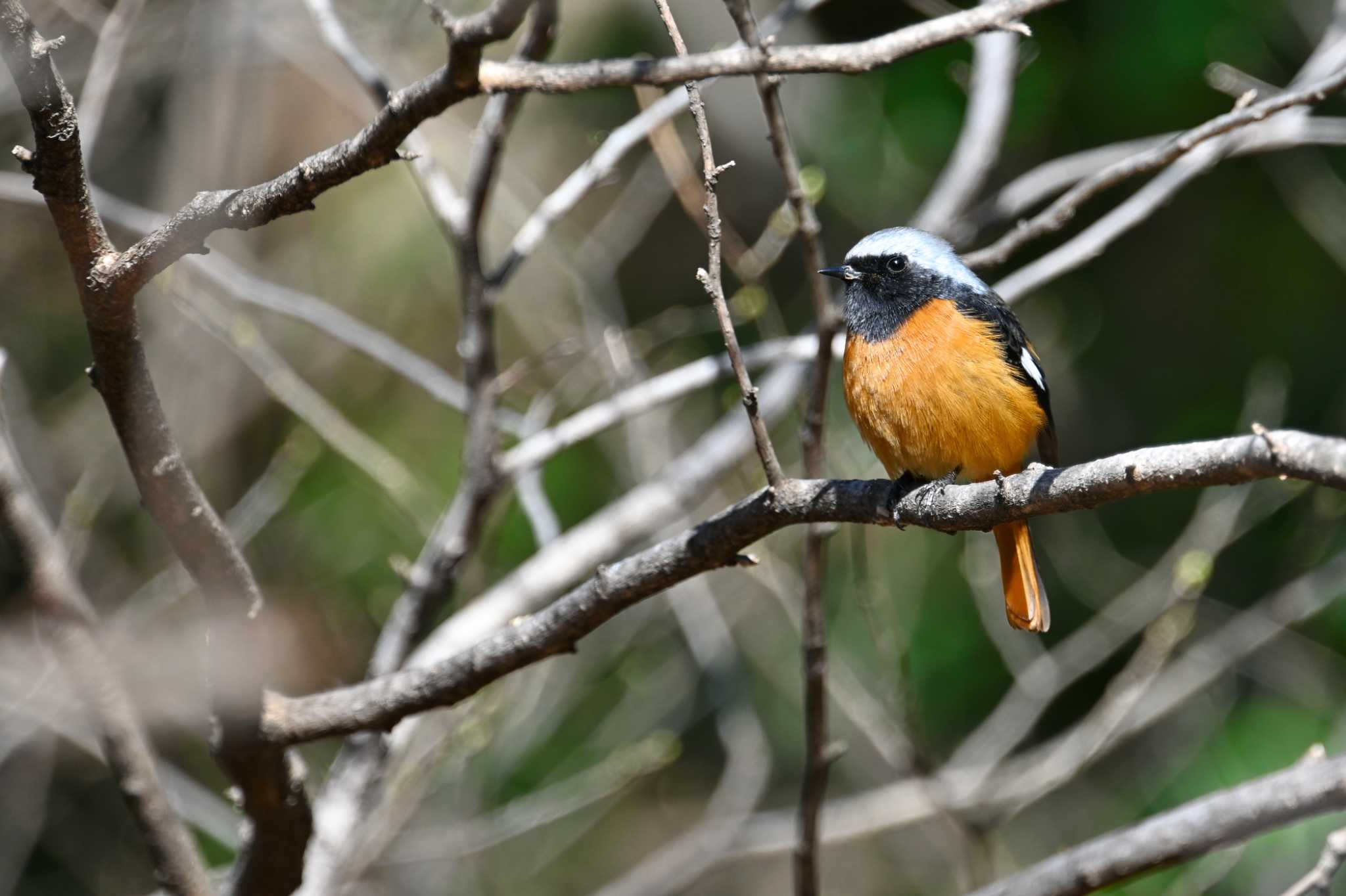 Photo of Daurian Redstart at Shinjuku Gyoen National Garden by y-kuni