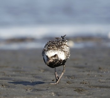 Grey Plover Sambanze Tideland Mon, 10/1/2018