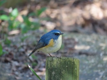 Red-flanked Bluetail ご近所の公園 Fri, 3/22/2024