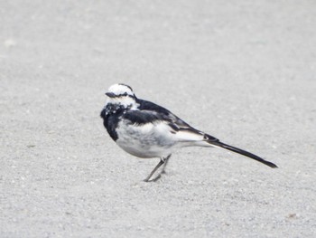 White Wagtail 柏尾川 Thu, 3/21/2024