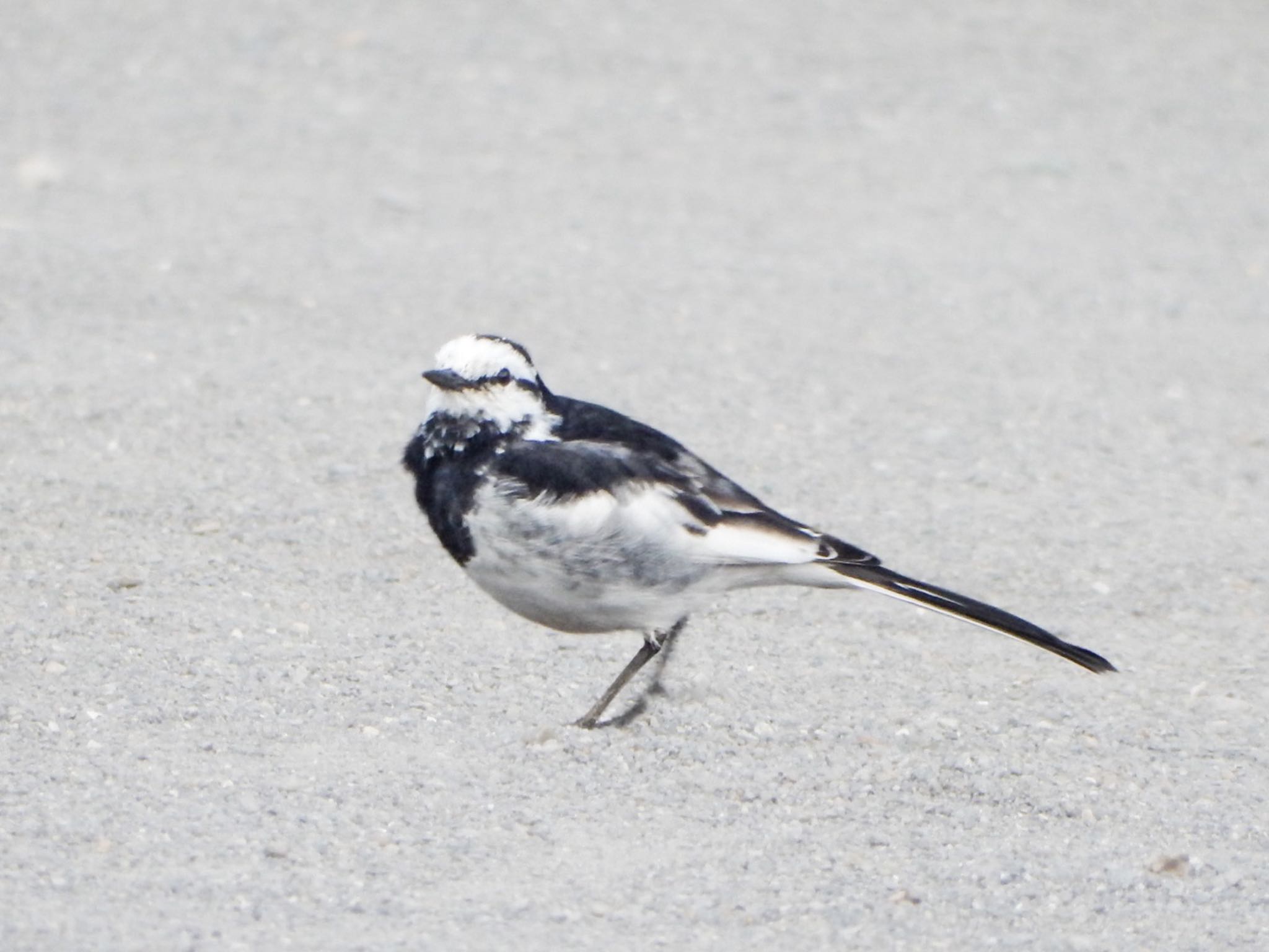 Photo of White Wagtail at 柏尾川 by HIKARI  ξ(｡◕ˇ◊ˇ◕｡)ξ