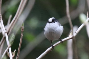 Long-tailed Tit 四季の森公園(横浜市緑区) Sat, 3/23/2024