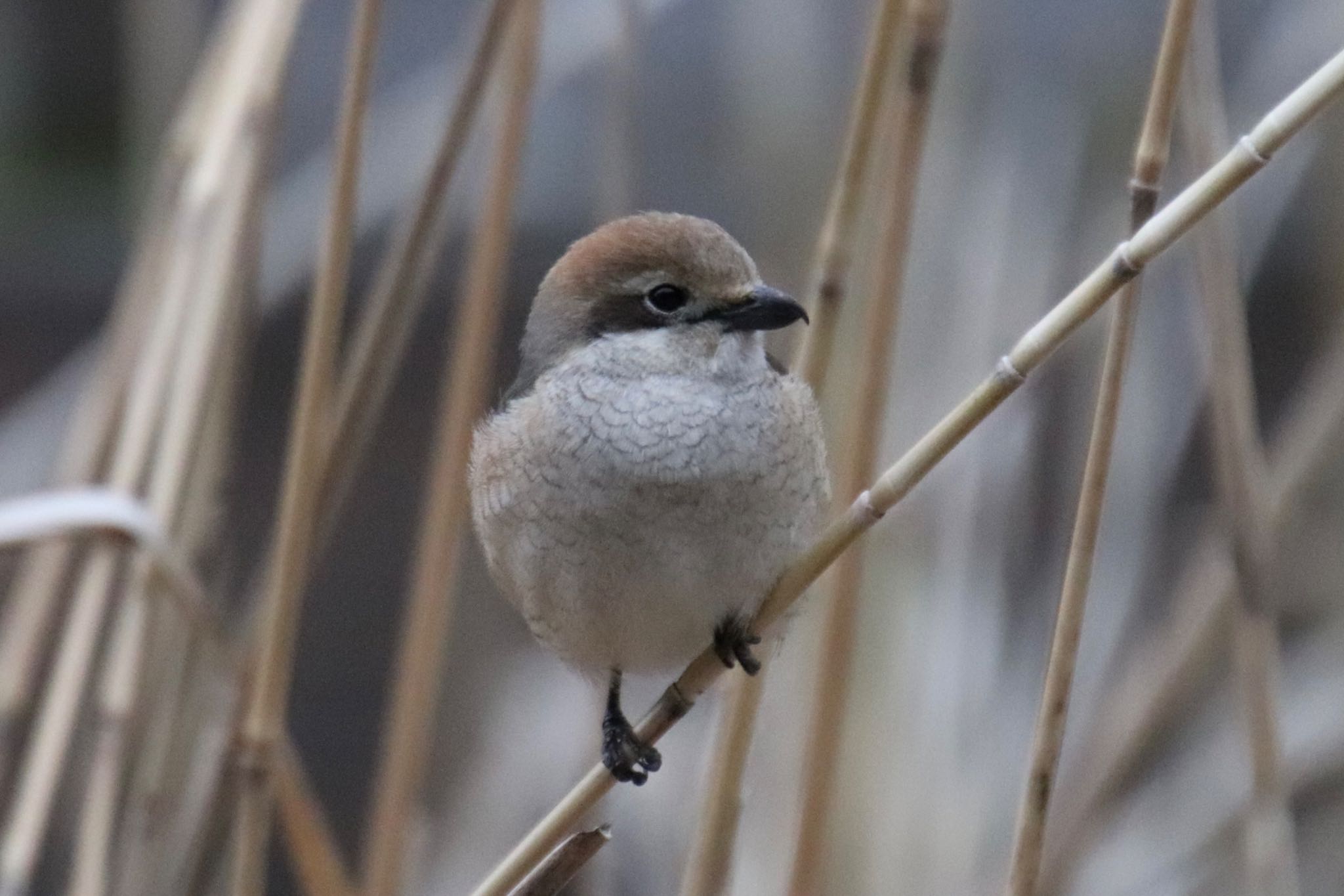 Photo of Bull-headed Shrike at 四季の森公園(横浜市緑区) by Jiateng 三保