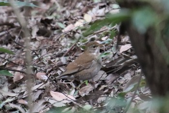 Pale Thrush 四季の森公園(横浜市緑区) Sat, 3/23/2024