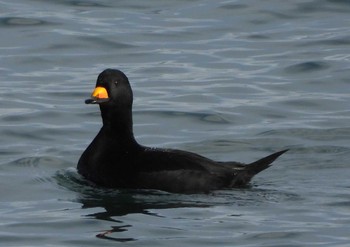 Black Scoter 納沙布岬 Mon, 12/3/2018