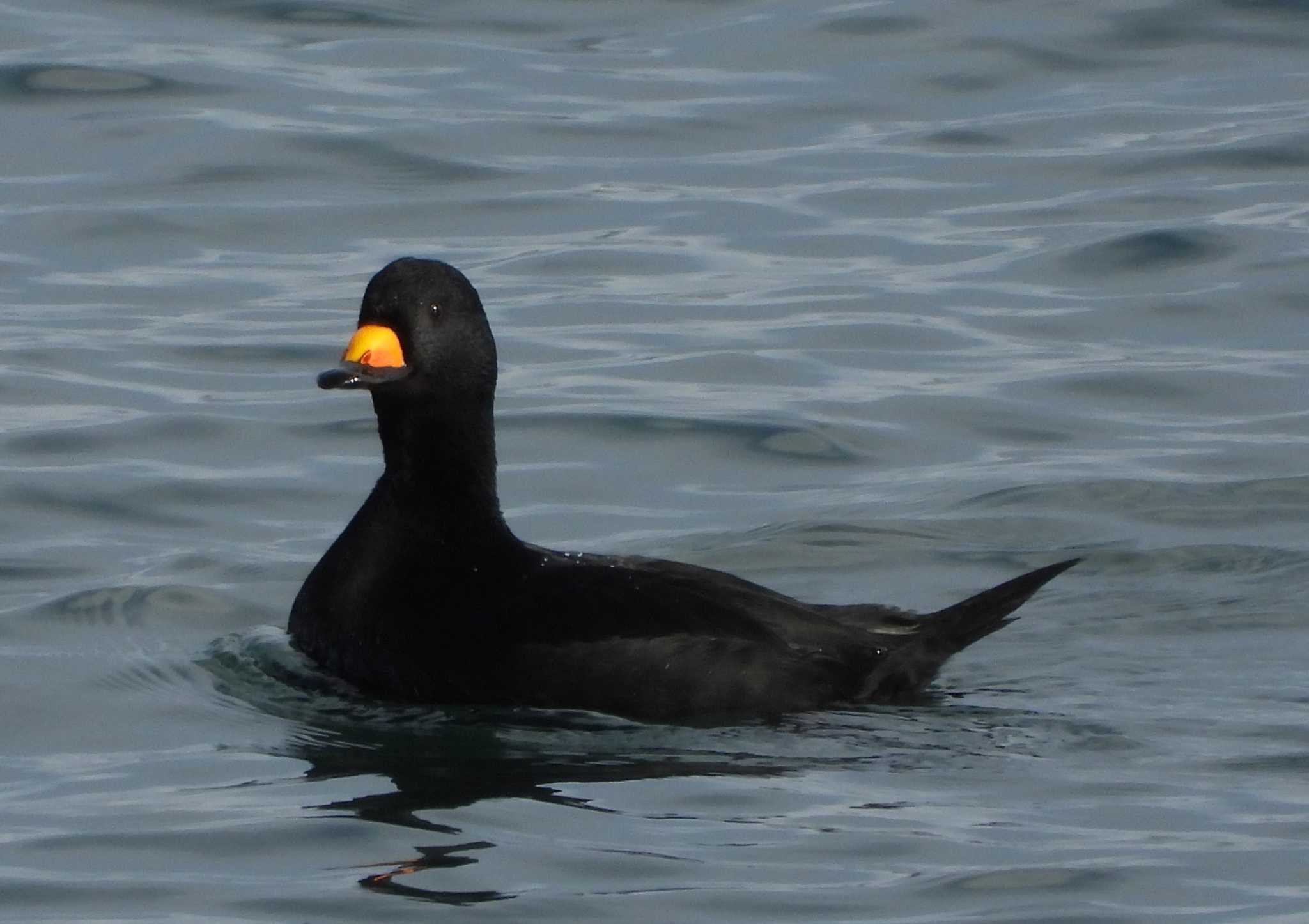 Photo of Black Scoter at 納沙布岬 by 結城