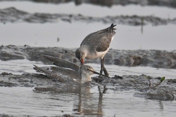 Spotted Redshank タイ Wed, 2/12/2020