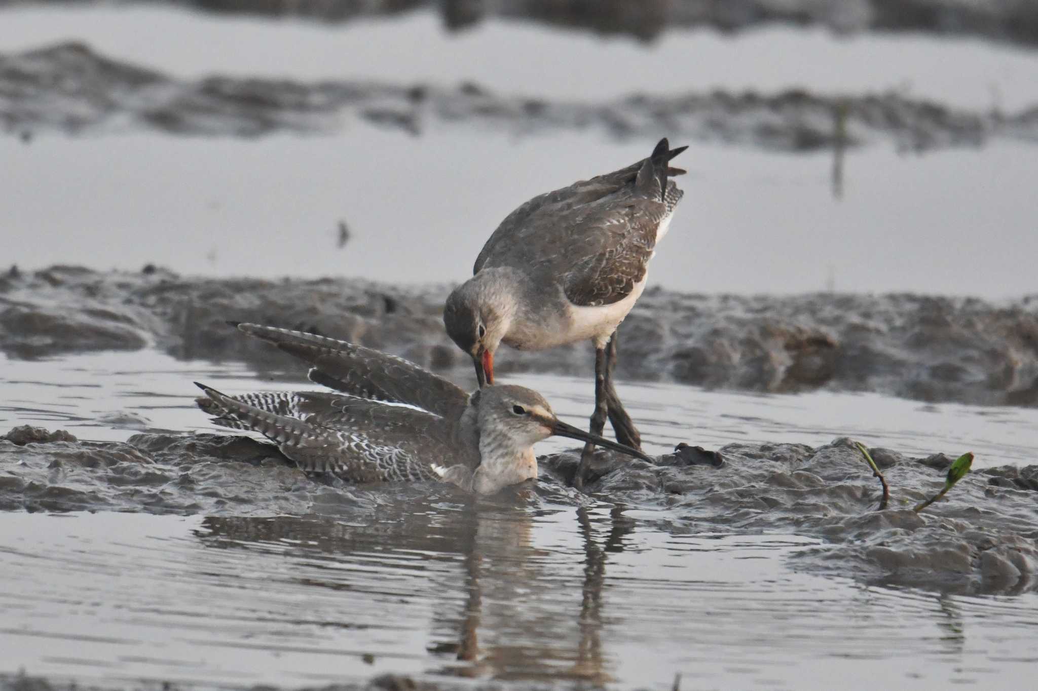Photo of Spotted Redshank at タイ by あひる