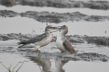 Spotted Redshank タイ Wed, 2/12/2020