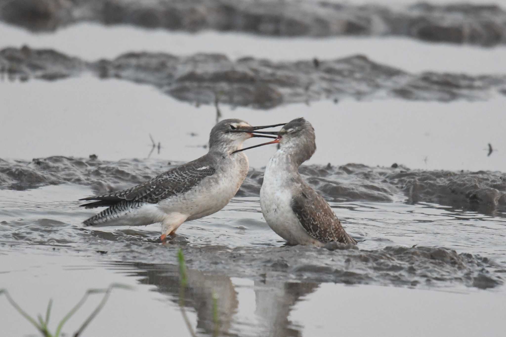 Photo of Spotted Redshank at タイ by あひる