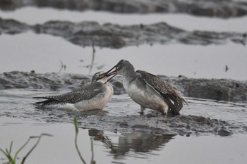 Spotted Redshank タイ Wed, 2/12/2020