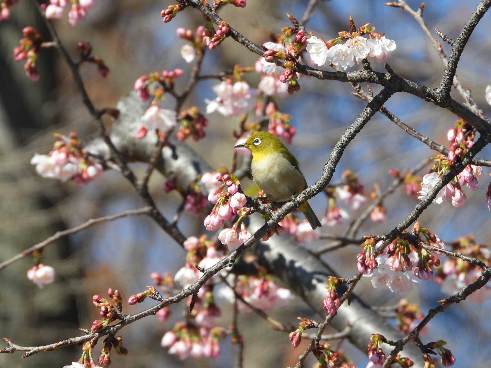 Warbling White-eye