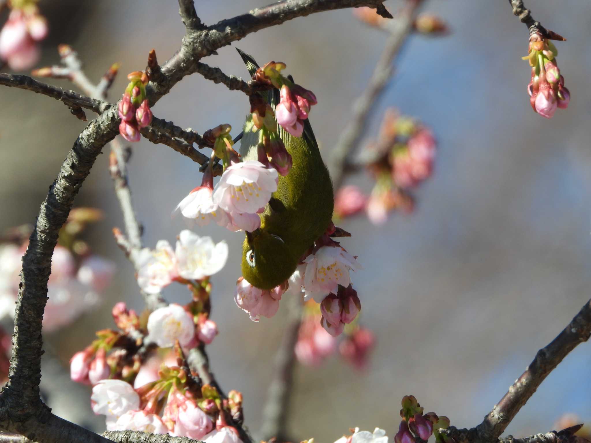 Photo of Warbling White-eye at Mizumoto Park by ときちゃん（ibis）