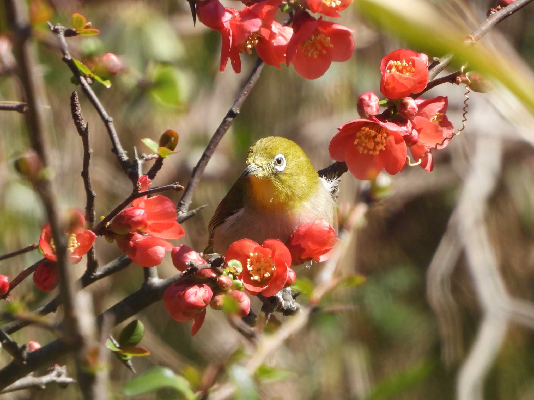 Warbling White-eye