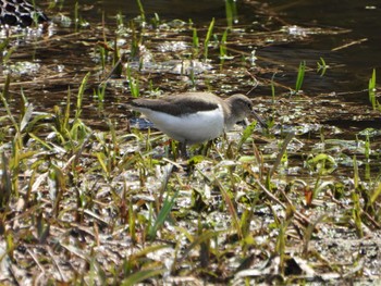 Common Sandpiper 山田池公園 Fri, 3/22/2024