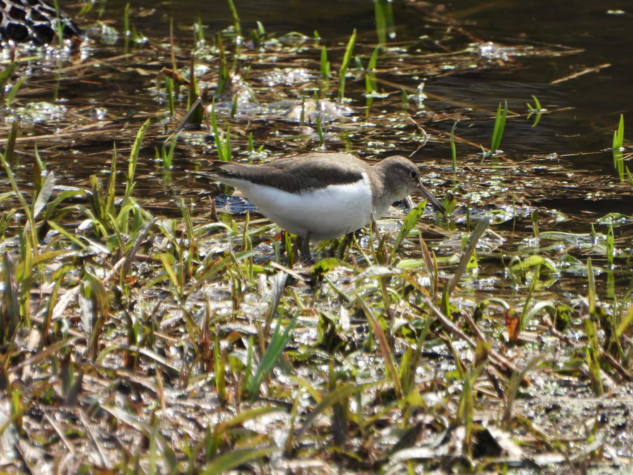 Photo of Common Sandpiper at 山田池公園 by Ryoji-ji