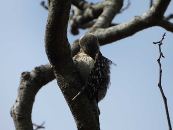 Japanese Pygmy Woodpecker 山田池公園 Fri, 3/22/2024