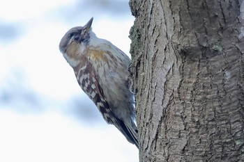 Japanese Pygmy Woodpecker 祖父江ワイルドネイチャー緑地 Thu, 3/21/2024