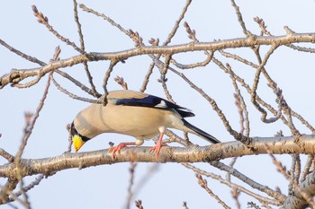 Japanese Grosbeak 大野極楽寺公園 Sat, 3/16/2024