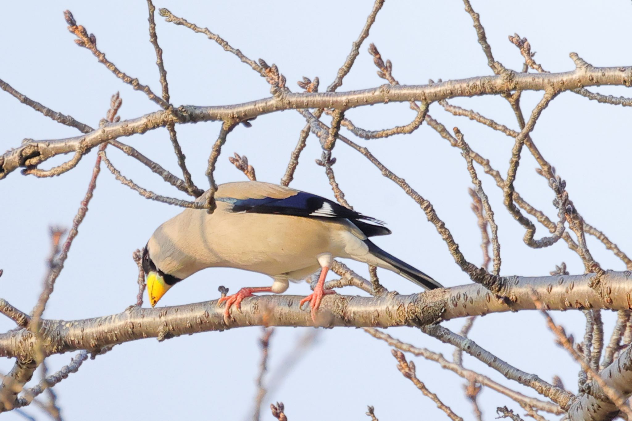 Photo of Japanese Grosbeak at 大野極楽寺公園 by トシさん