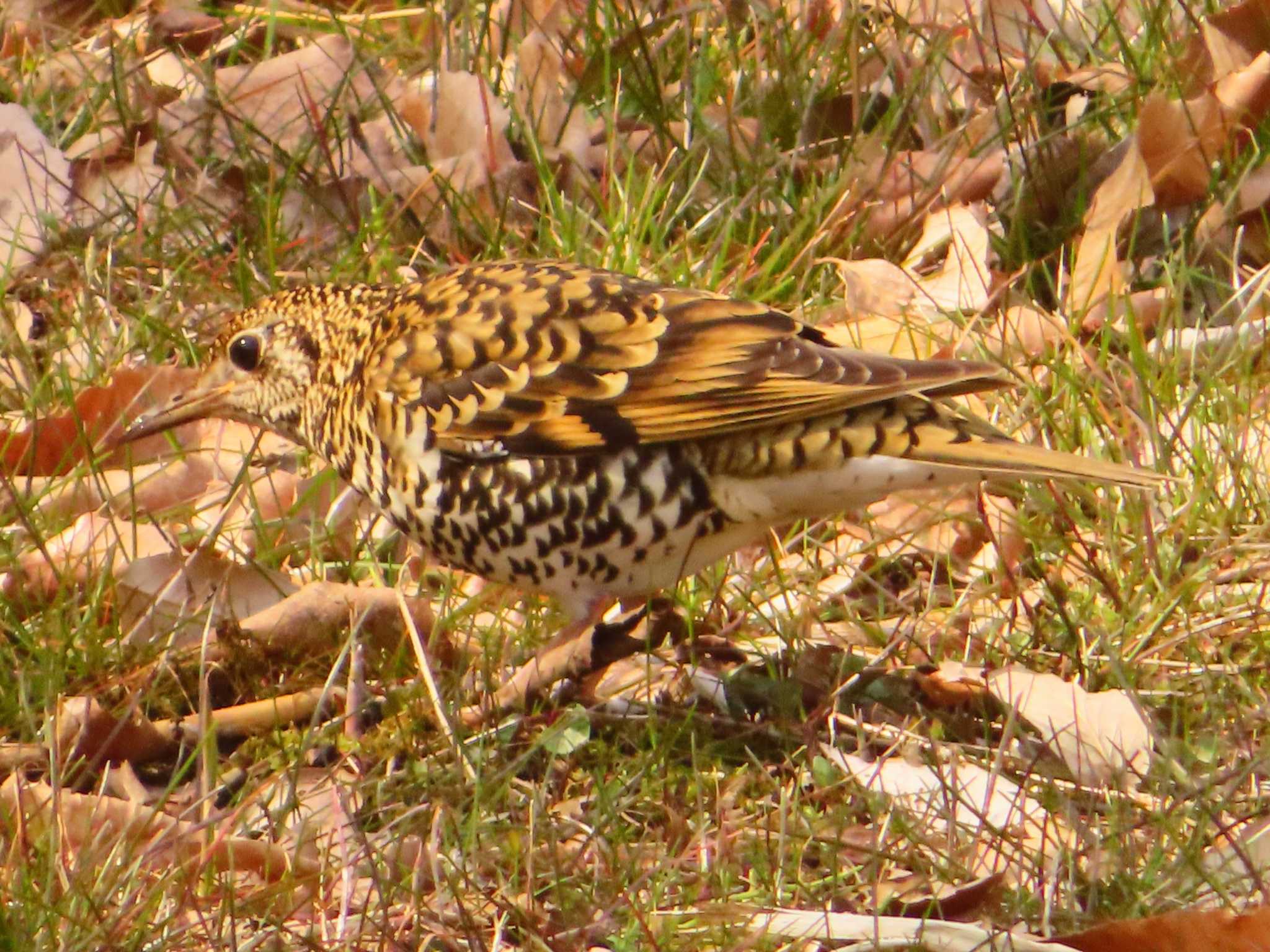 Photo of White's Thrush at Maioka Park by ゆ