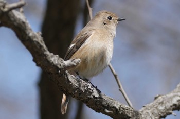 ジョウビタキ 北浅川 2024年3月21日(木)