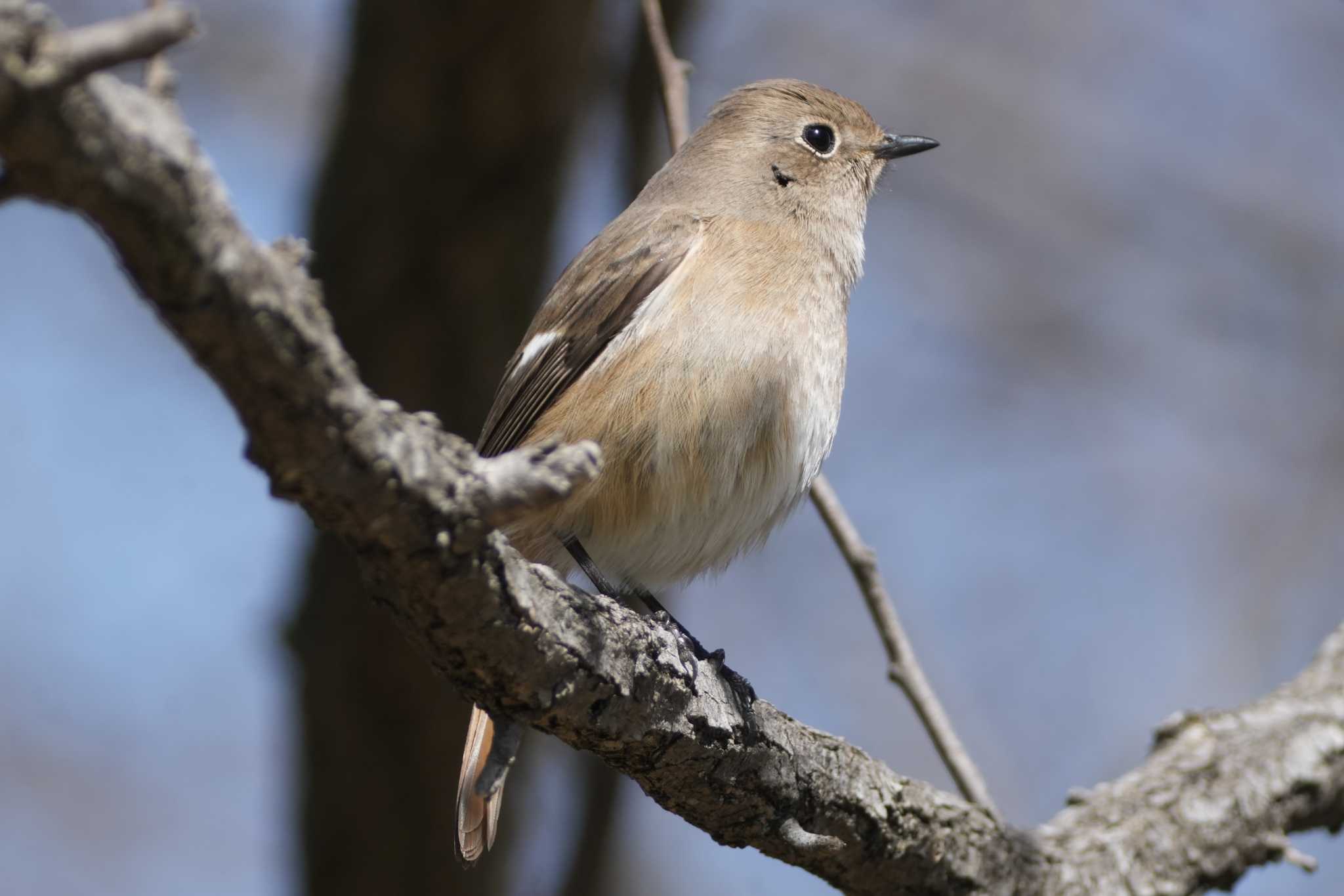 Photo of Daurian Redstart at 北浅川 by oyoguneko