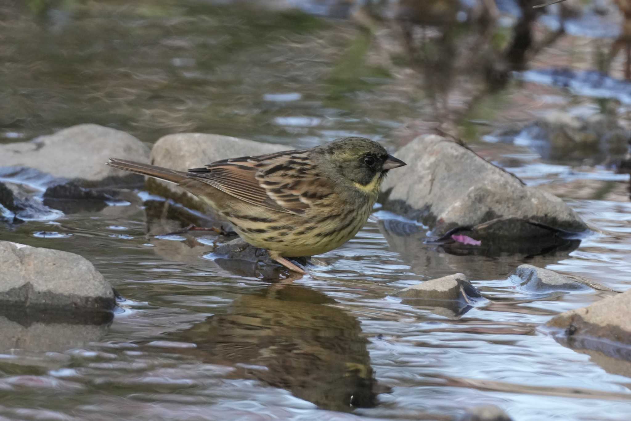 Photo of Masked Bunting at 北浅川 by oyoguneko