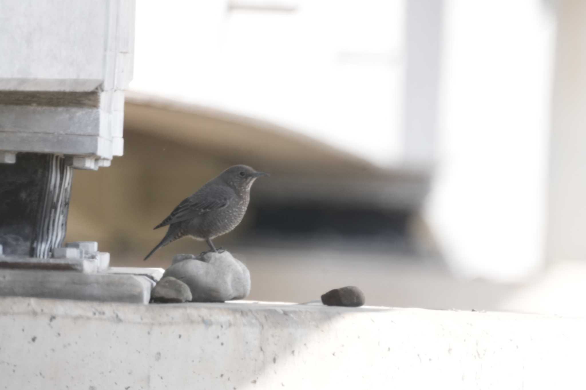 Photo of Blue Rock Thrush at 浅川 by oyoguneko