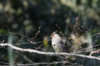 Japanese Waxwing 黒川清流公園 Mon, 3/4/2024