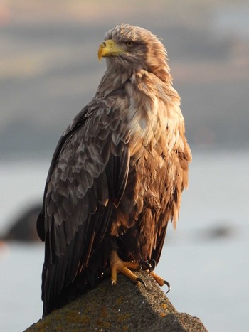 Mon, 12/3/2018 Birding report at 根室