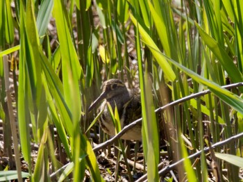 Greater Painted-snipe 境川遊水地公園 Fri, 3/22/2024