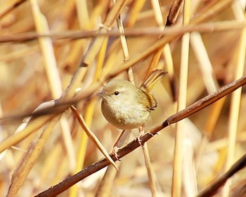 ウグイス 大仙公園 2024年3月22日(金)