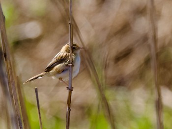 Zitting Cisticola 境川遊水地公園 Fri, 3/22/2024