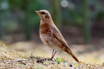 ハチジョウツグミ 六義園 2024年3月19日(火)