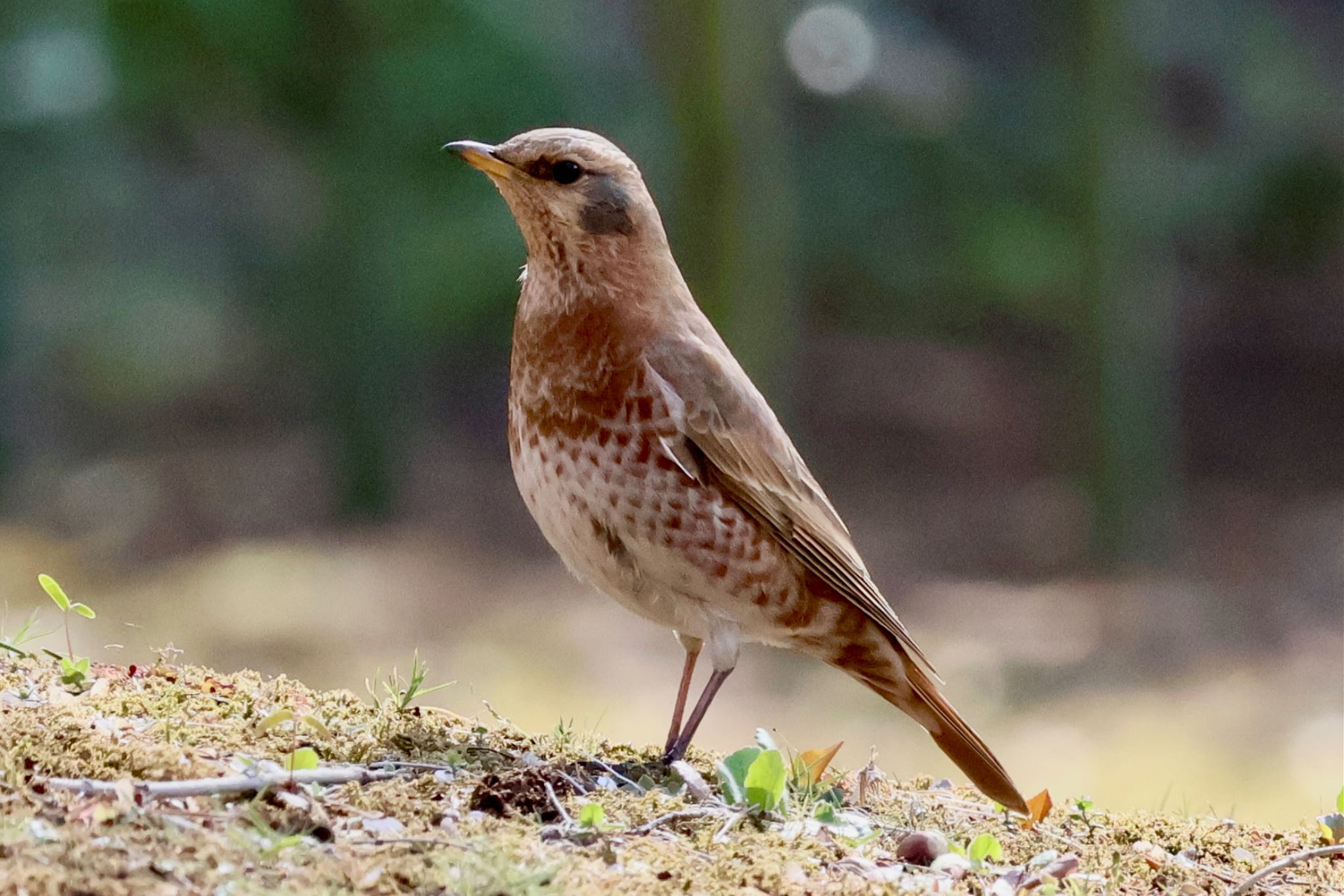 Photo of Naumann's Thrush at Rikugien Garden by カバ山PE太郎