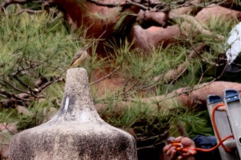 Daurian Redstart Rikugien Garden Tue, 3/19/2024