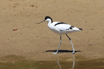 Pied Avocet 金武町(沖縄県) Unknown Date