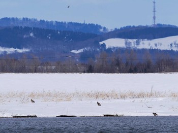 Wed, 3/20/2024 Birding report at 石狩川河口