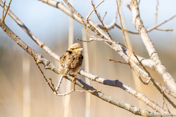 Eurasian Wryneck Teganuma Fri, 3/22/2024