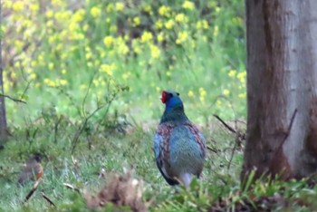 Green Pheasant ふれあい松戸川 Sat, 3/23/2024