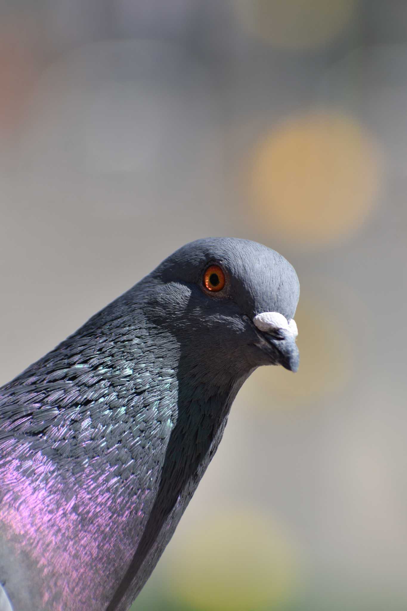 Photo of Rock Dove at 駅 by NM🐥📷