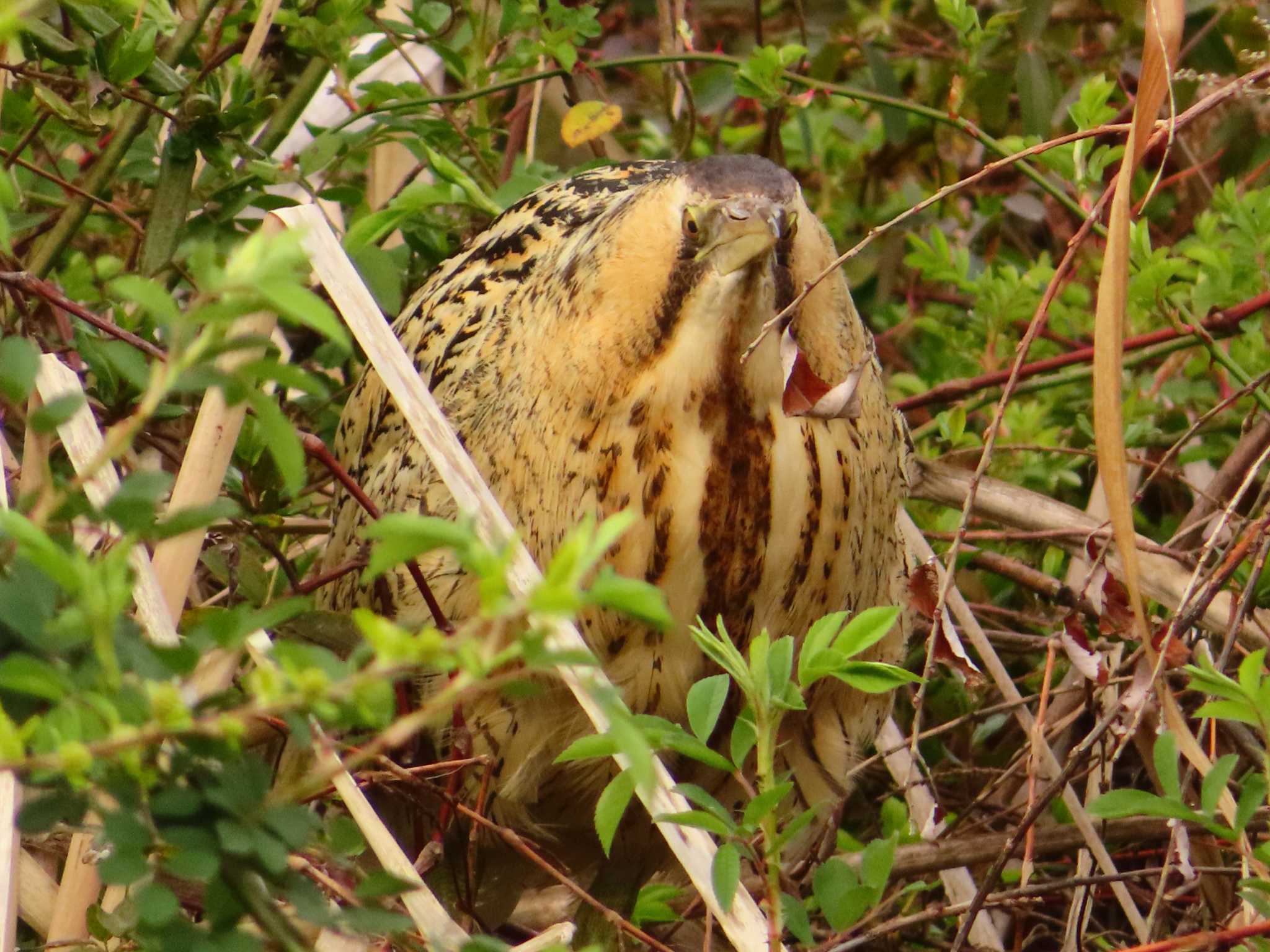 Eurasian Bittern