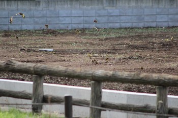 Grey-capped Greenfinch 六道山公園 Mon, 3/21/2022